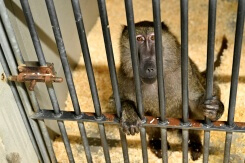 En Provence, l'extension d'un discret centre d'élevage de singes de laboratoire divise