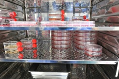 Cancers, immunité: les mille et une promesses de l'ARN messager dans un laboratoire d'Orléans