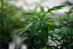 Australie: les médecins se plaignent de prescriptions 'excessives' de cannabis médical