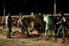 Dermatose: dans le Sud-Ouest, 'mobilisation générale' pour 'accélérer' la vaccination
