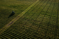 La surexposition aux pesticides des riverains des vignes démontrée par une vaste étude 