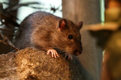 Stresser les rats, la méthode de New York pour éviter qu'ils ne se reproduisent