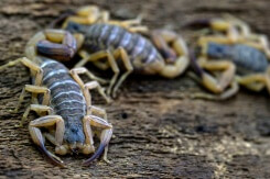 De la vive à la punaise de lit, ces 'bestioles' qui irritent les urgences