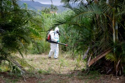 La Réunion: cinq nouveaux décès imputés au chikungunya malgré une épidémie en décrue
