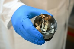 La Nouvelle-Zélande autorise l'usage médical des champignons hallucinogènes
