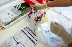 Avoir le chikungunya une deuxième fois? En pleine épidémie, la question agite La Réunion