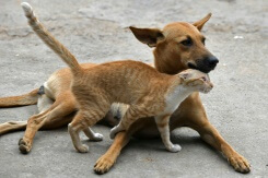 Antiparasitaires: traiter son chat avec un produit pour chien peut le tuer 