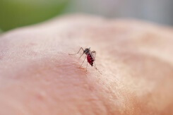 Dengue et chikungunya: autour de 2.000 cas importés  depuis début 2025 en France métropolitaine