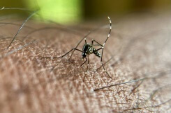 Chikungunya à Mayotte: la flambée s'intensifie, incertitudes sur son ampleur